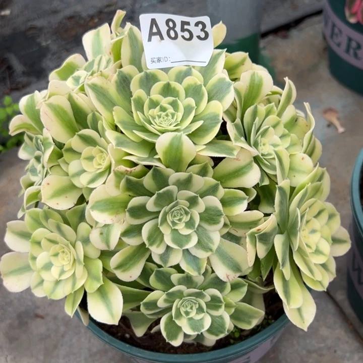 853绿豆沙20厘米左右