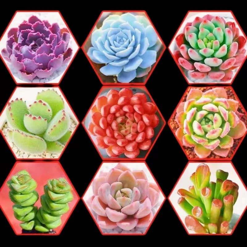 肉肉多肉植物组合盆栽小花卉玉露大颗包邮花卉仙人球盆栽室内绿植