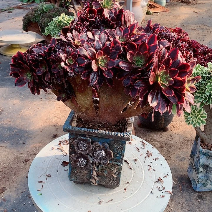 欧嘉莉朵朵脱土发货