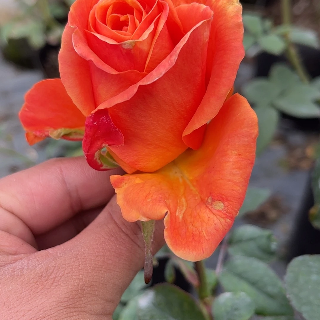 无花朵———橙色天空福利款