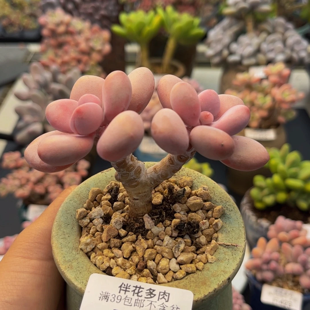 486-腰子桃蛋多肉8cm