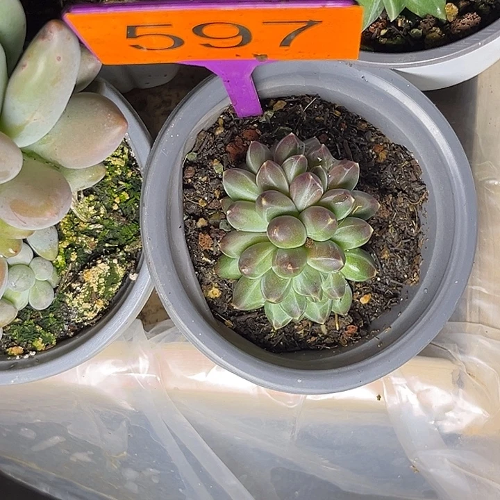 多肉植物申公豹597