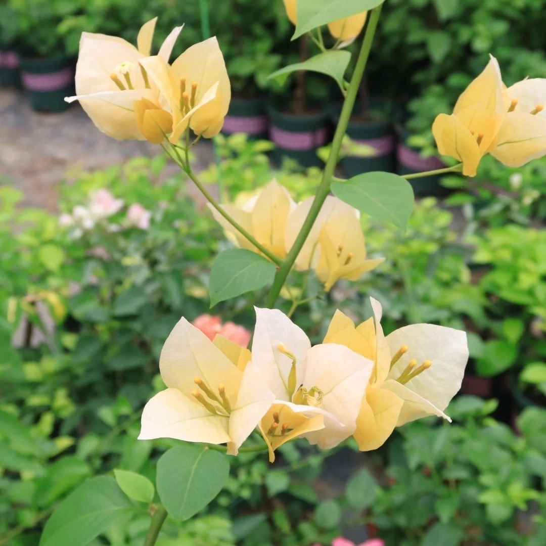 苏瓦娜 三角梅大苗好养易开花花卉基地  【不带花发货】