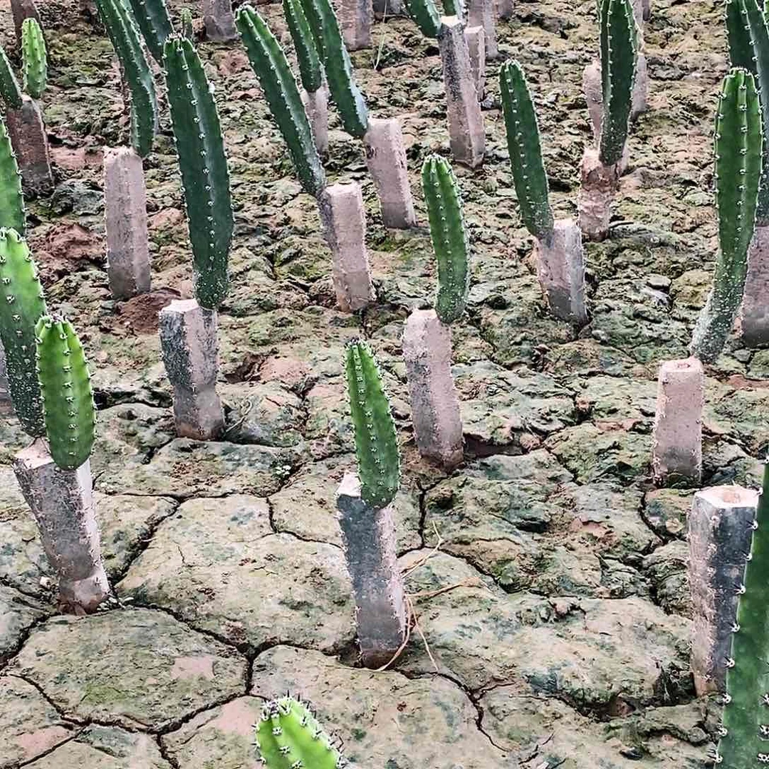 绣谱枝条25公分左右 2根