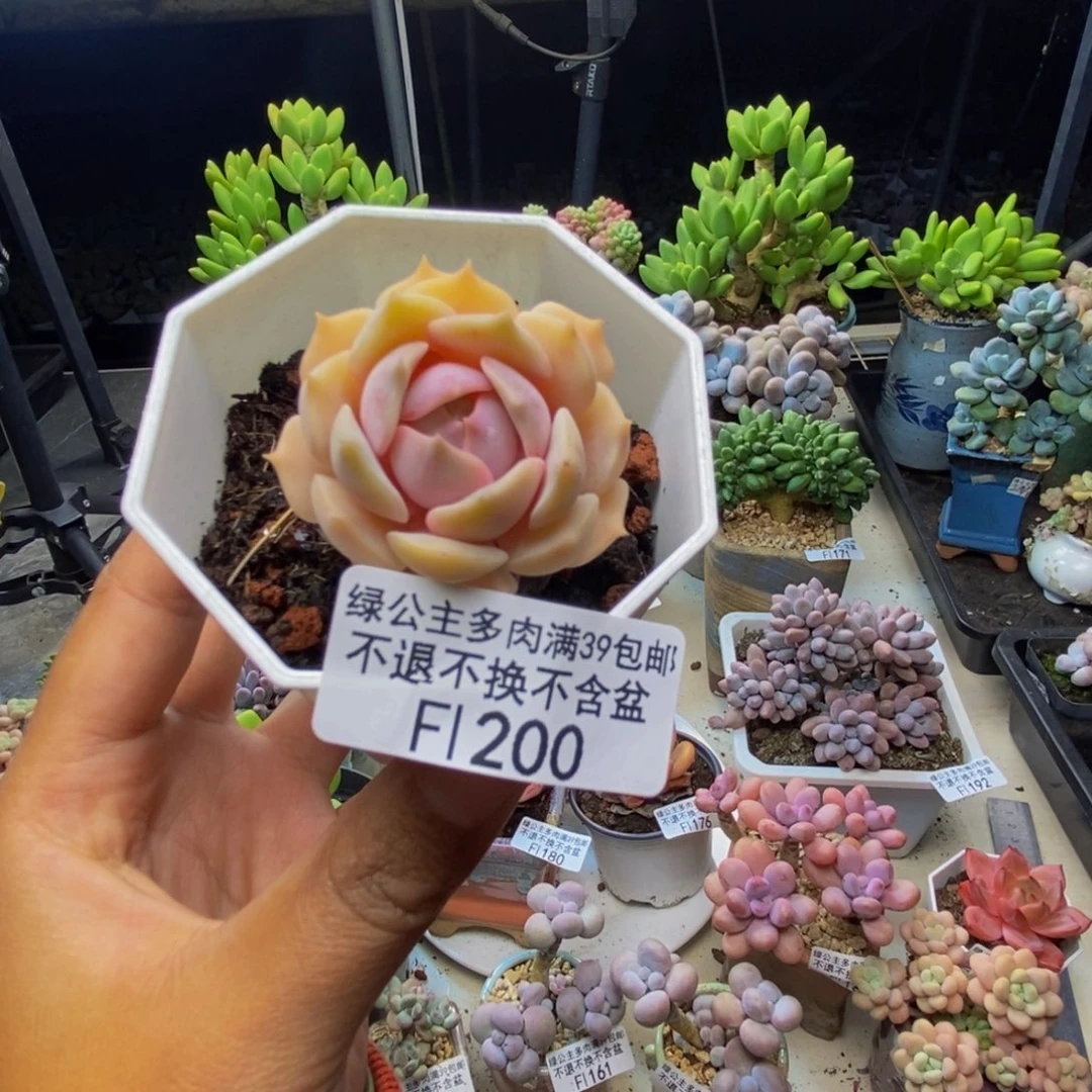 200汉堡多肉肉3c m