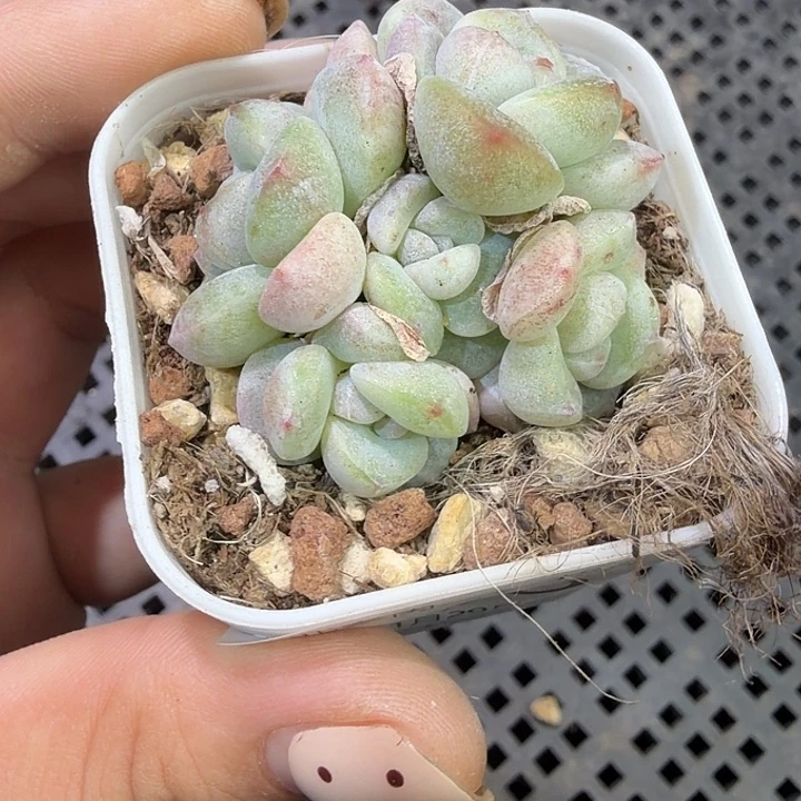 146 号到手1框一物一拍