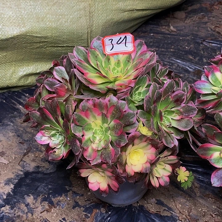 意***意海仙老桩捧花福利39号