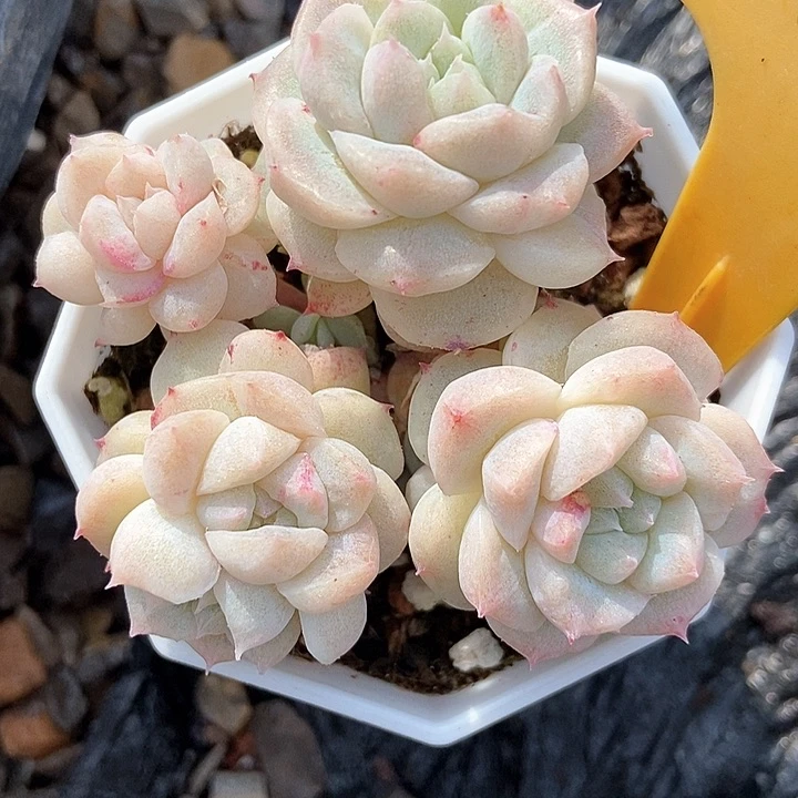 多肉植物甜心石化2111