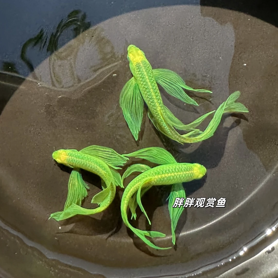 蝶翼翡翠斑马荧光绿斑马精品斑马小型热带观赏鱼淡水鱼卵生鱼活体