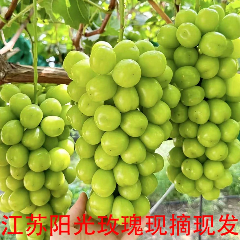 正宗阳光玫瑰葡萄新鲜采摘脆甜无籽应季水果孕妇水果江苏南通发货