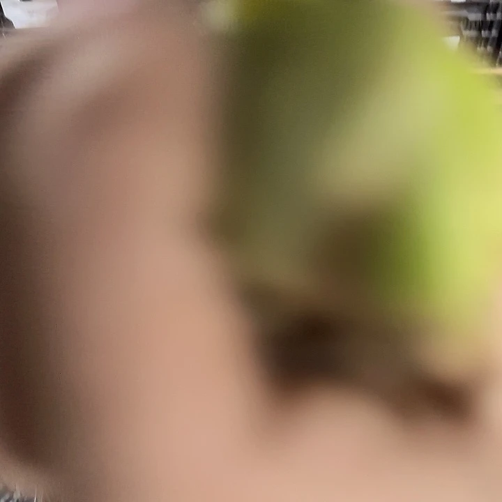 糖果仙女进口球花后球