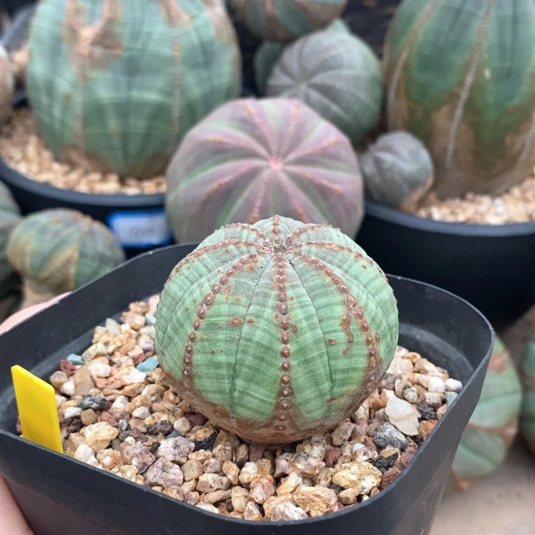 27欧系实生布纹球一物一拍