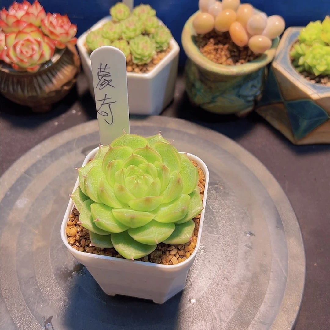 蒙****郎珍妮，多肉植物，