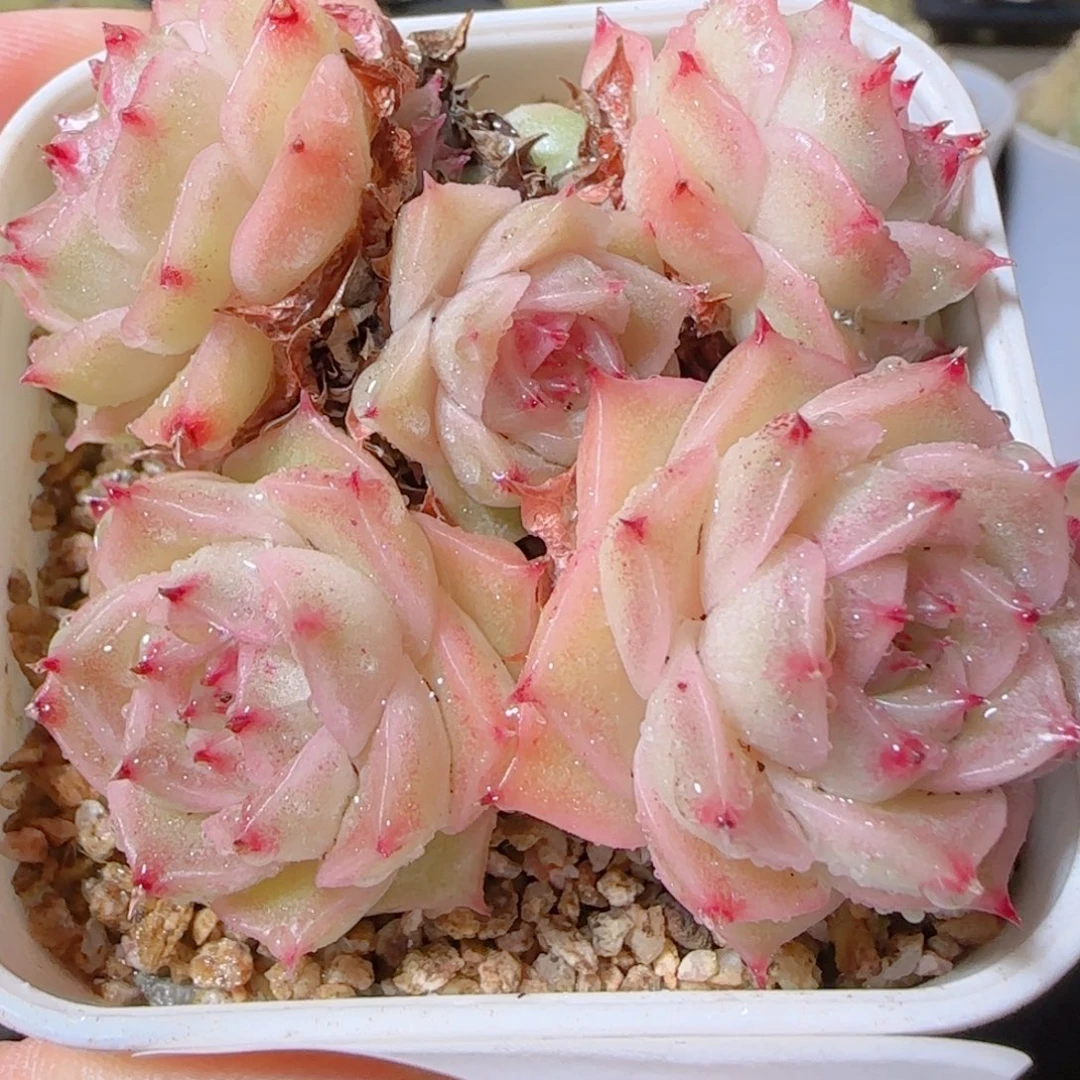 花语多肉1211-01开播福利散