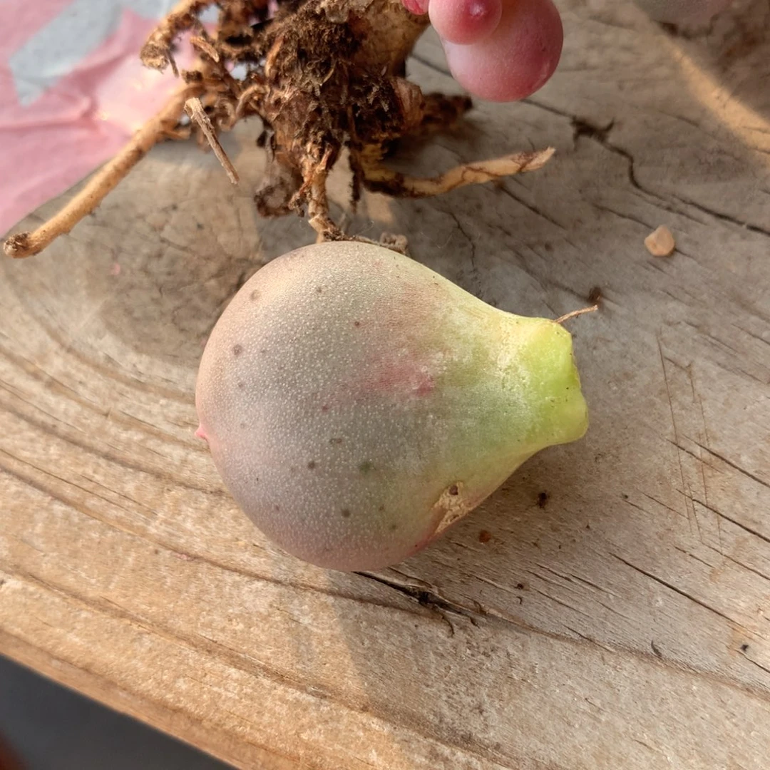 小屁桃，奶酪多肉小屁桃