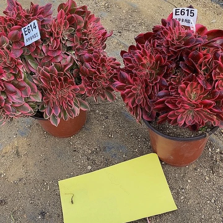 多肉套餐614。 615多肉