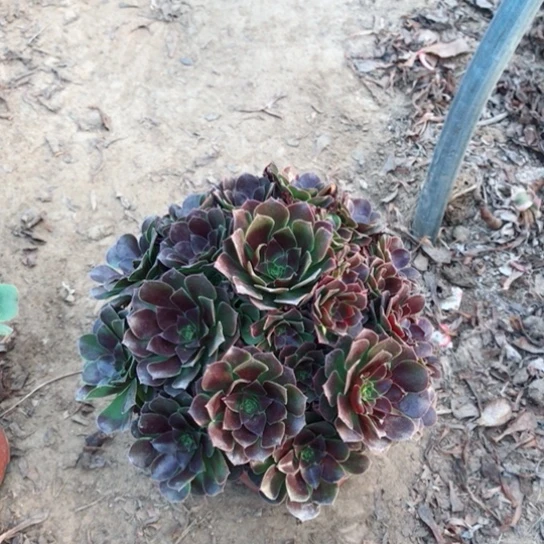 甜***甜荷兰玫瑰法师多肉植物4