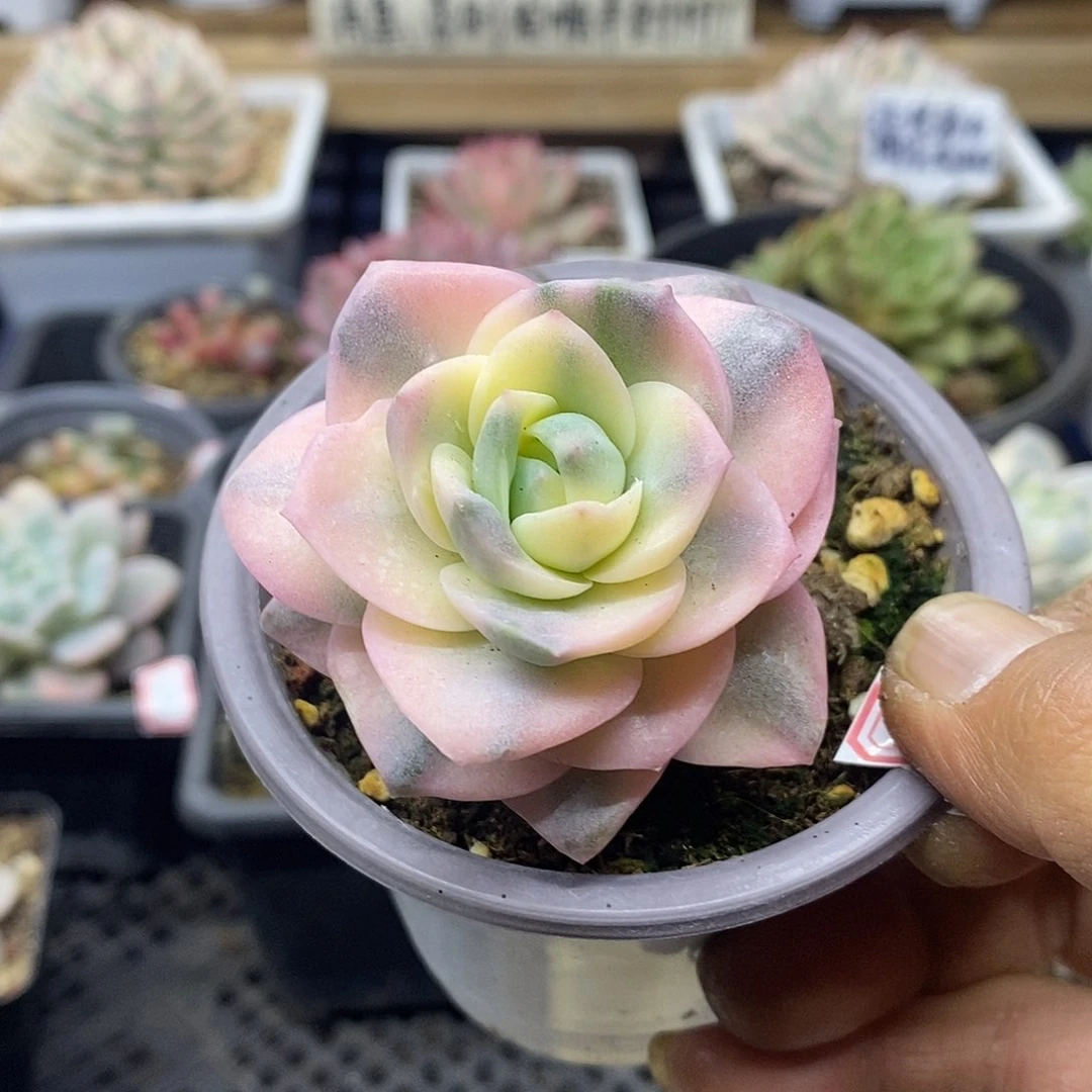 0730 可爱玫瑰彩锦 需延时发货