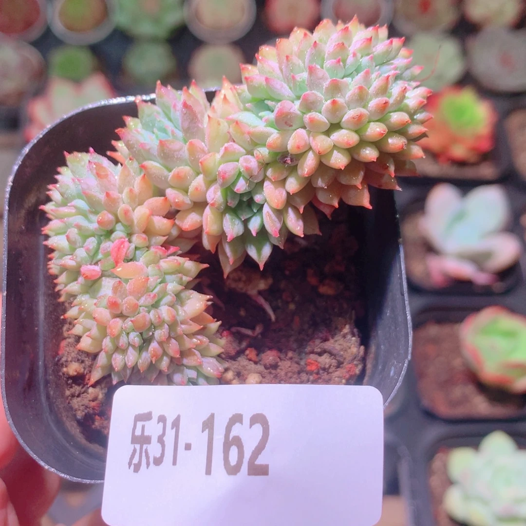 乐然31-162 莱恩小精灵缀化