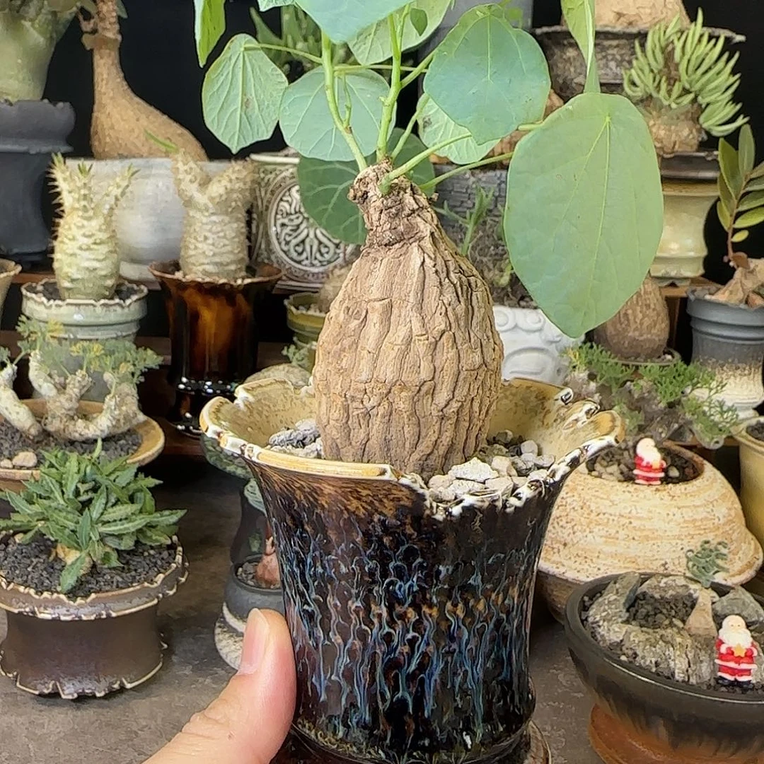 一物一拍老家龙甲龟230