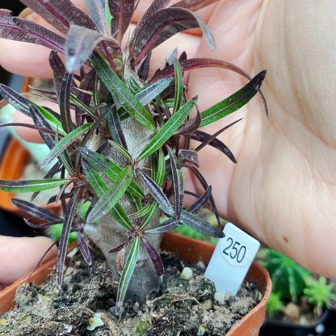 非偏远地区满25包邮仙人球