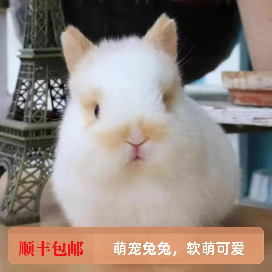 78兔兔＋2斤兔粮组合套装【到家包售后7天链接】