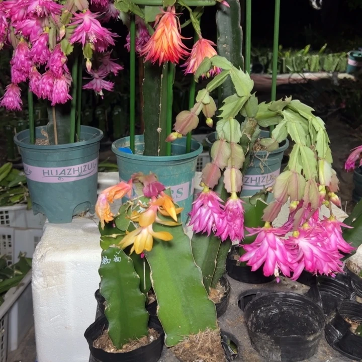 远***空亚马逊日落嫁接单片小苗一颗45