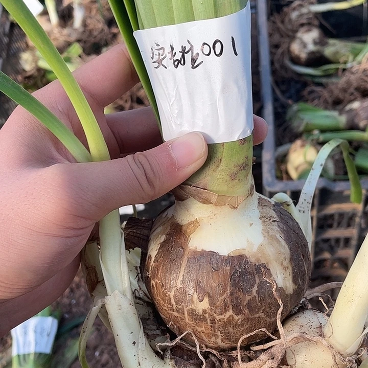 001安吉拉5个大侧8.4公分