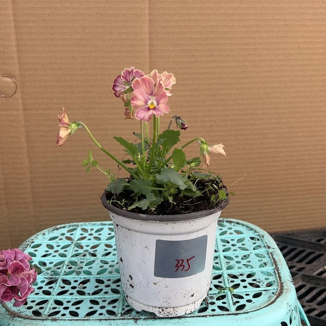 【闪购商品】完全开放335号