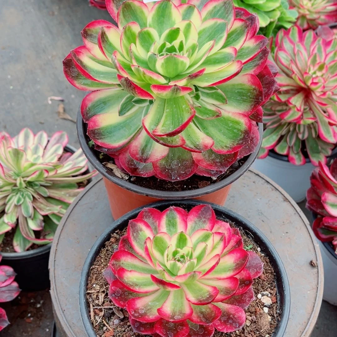 一物一拍多肉法师02