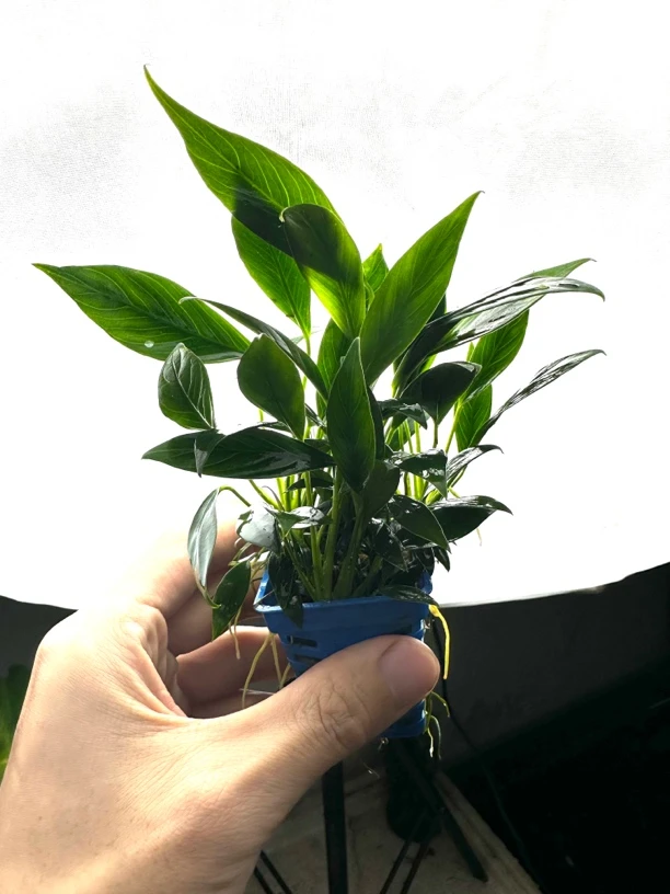 进口精品迷你丹麦榕水草鱼缸造景阴性水草小水榕