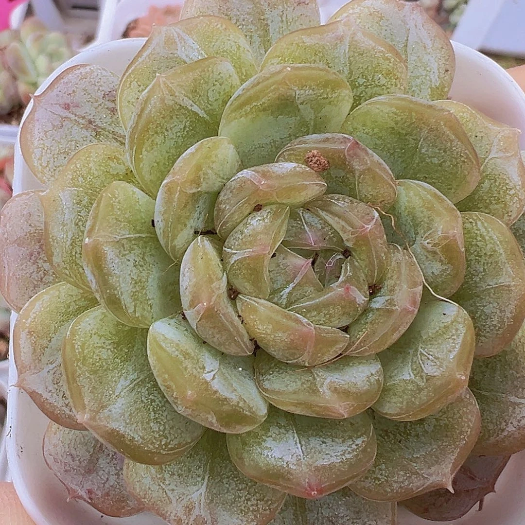 大白恋单头19包邮多肉