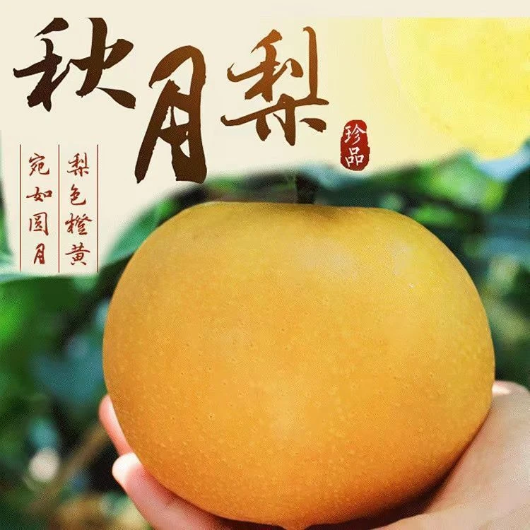 秋月梨礼盒装5颗山东省