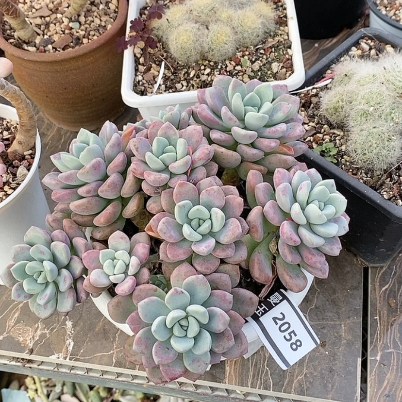 【闪购商品】花斑鹿2058