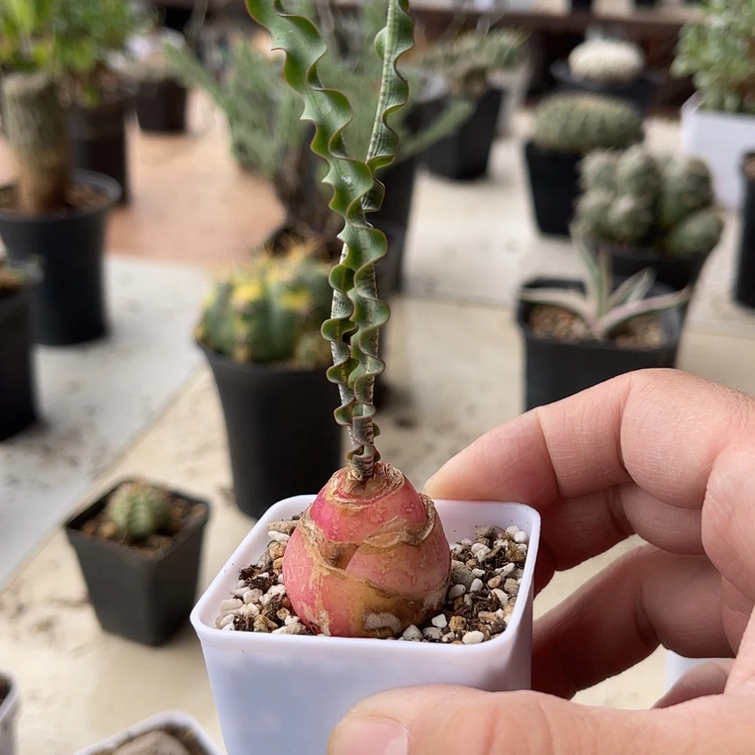 老家产地波叶雪莲