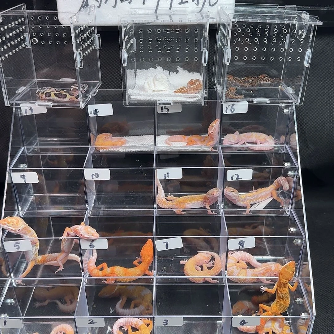 L***.豹纹守宫饲养套餐补差价链接