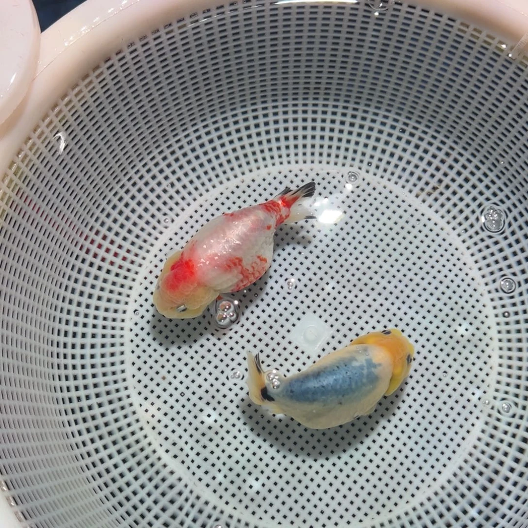 陈***嘻海水鱼潘氏金鱼兰寿金鱼