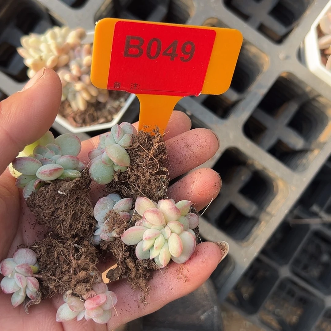 益***多肉植物一物一拍