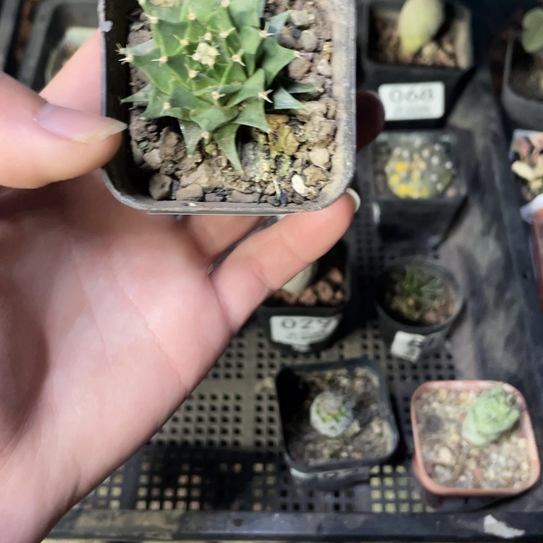 417帝冠（满18包邮）