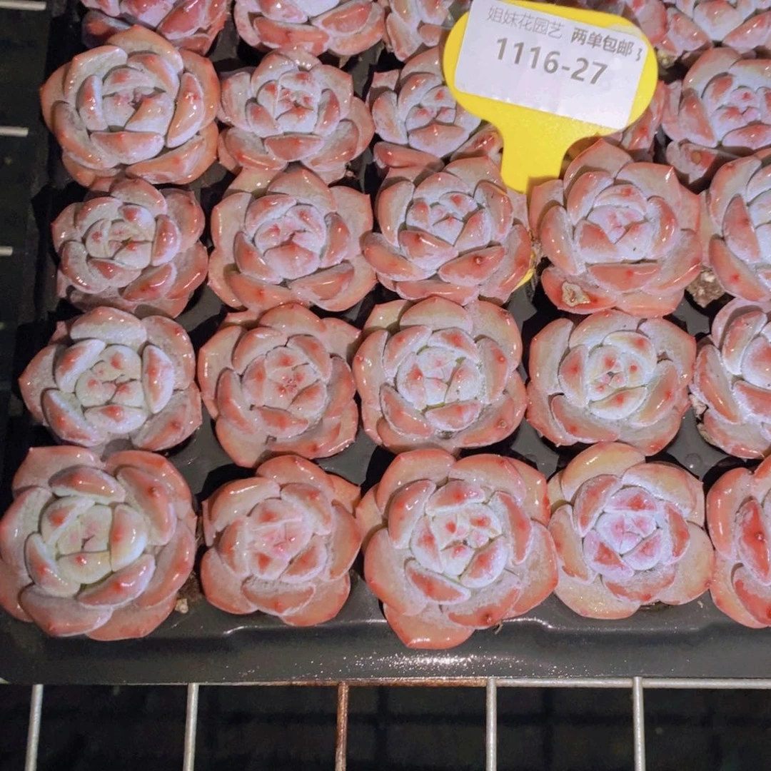 1116-27-精品奶油小橙子单头九个