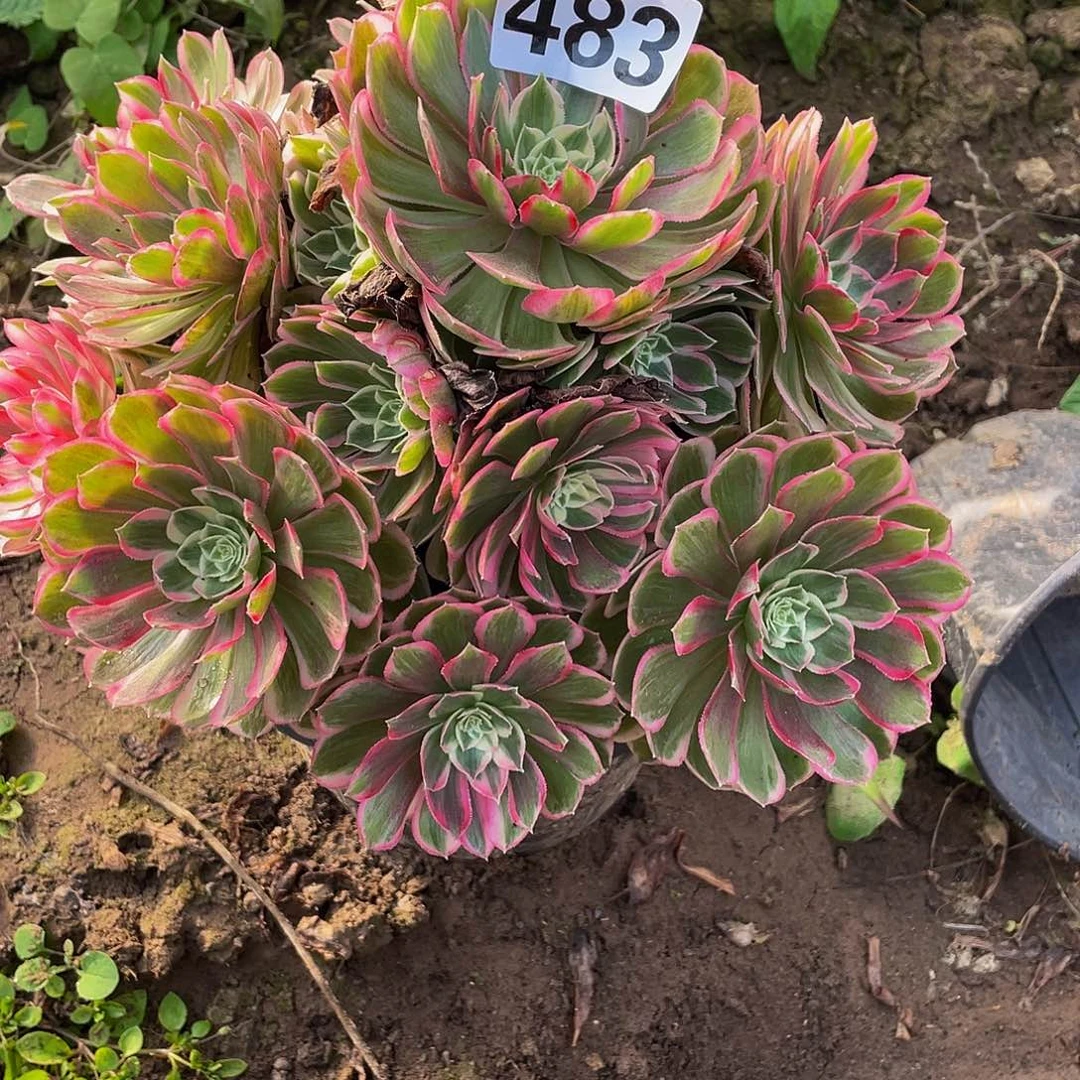 多肉法师483号孔雀翎发货不包损