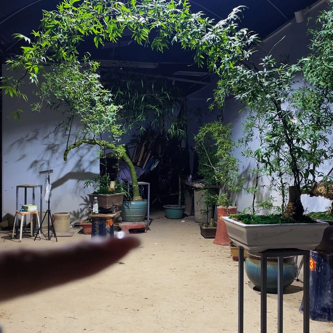 恒***少无花朵小叶簕竹熟桩陶瓷盆一物一拍