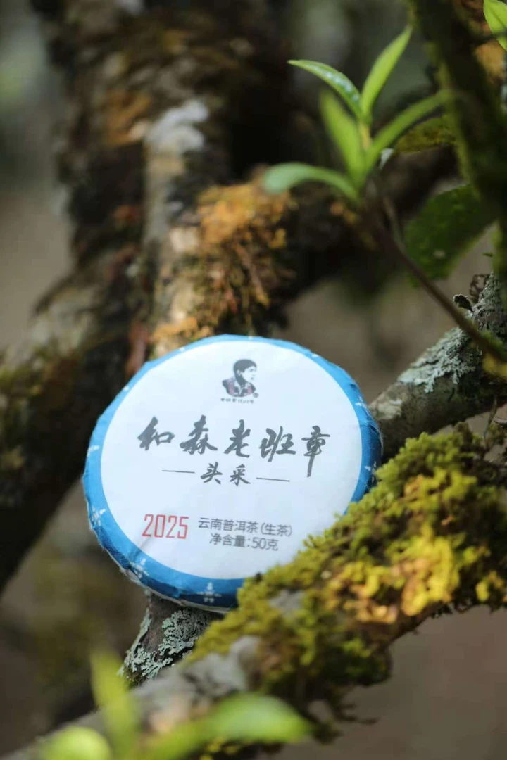 【老粉专拍】2025年-和森老班章“头采”-普洱生茶