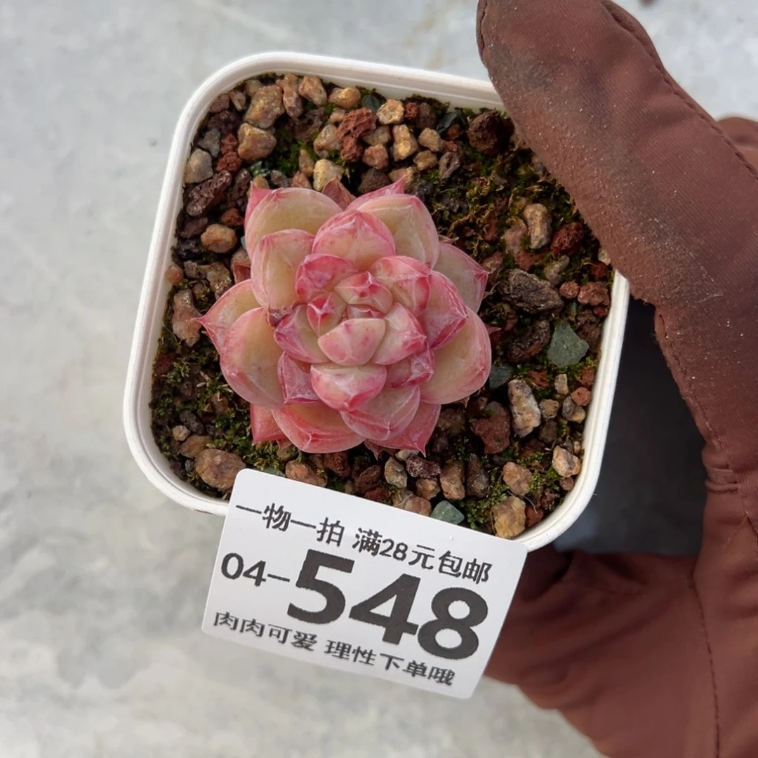 用****1璇玑多肉多肉多肉多肉