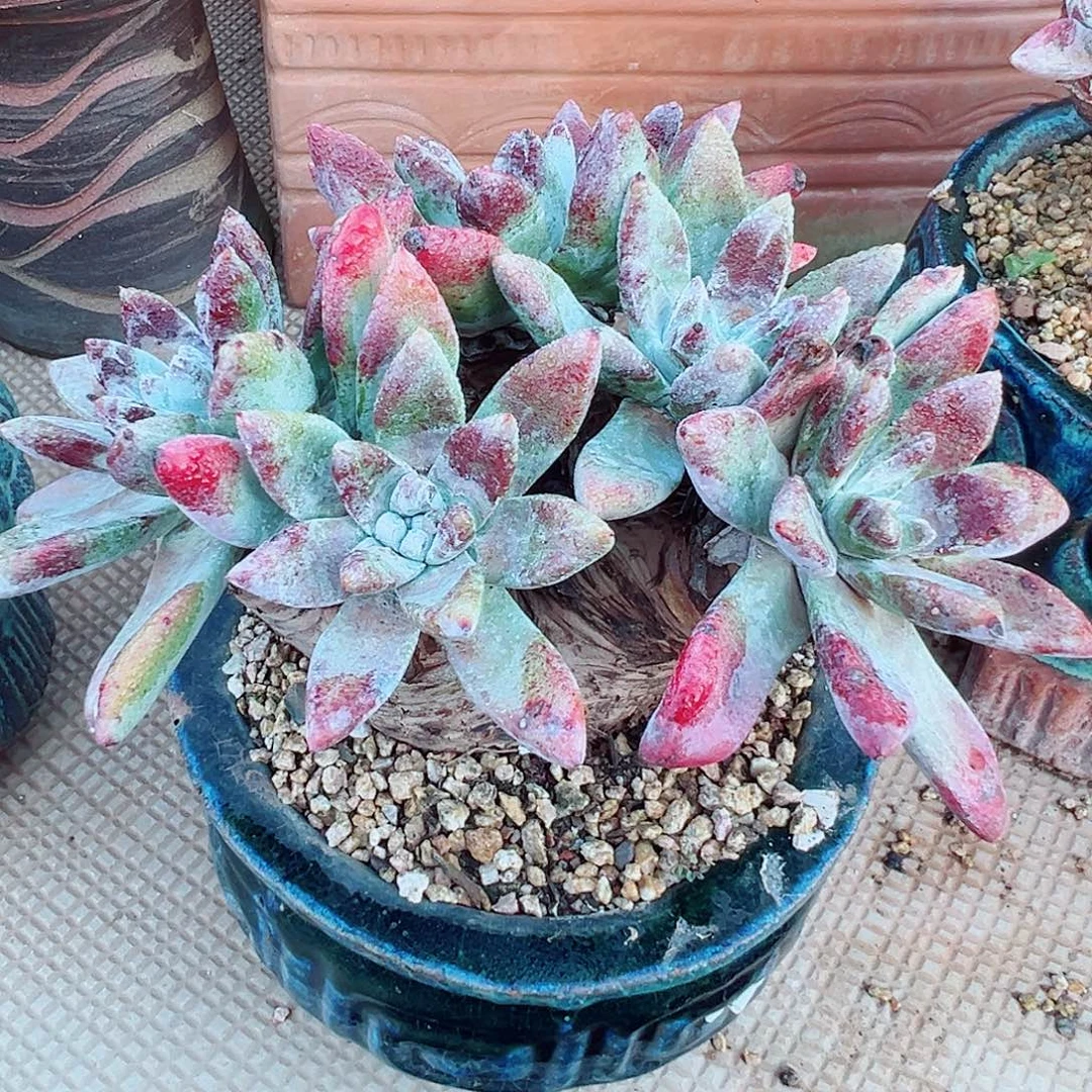 9048流丹拇指仙女杯