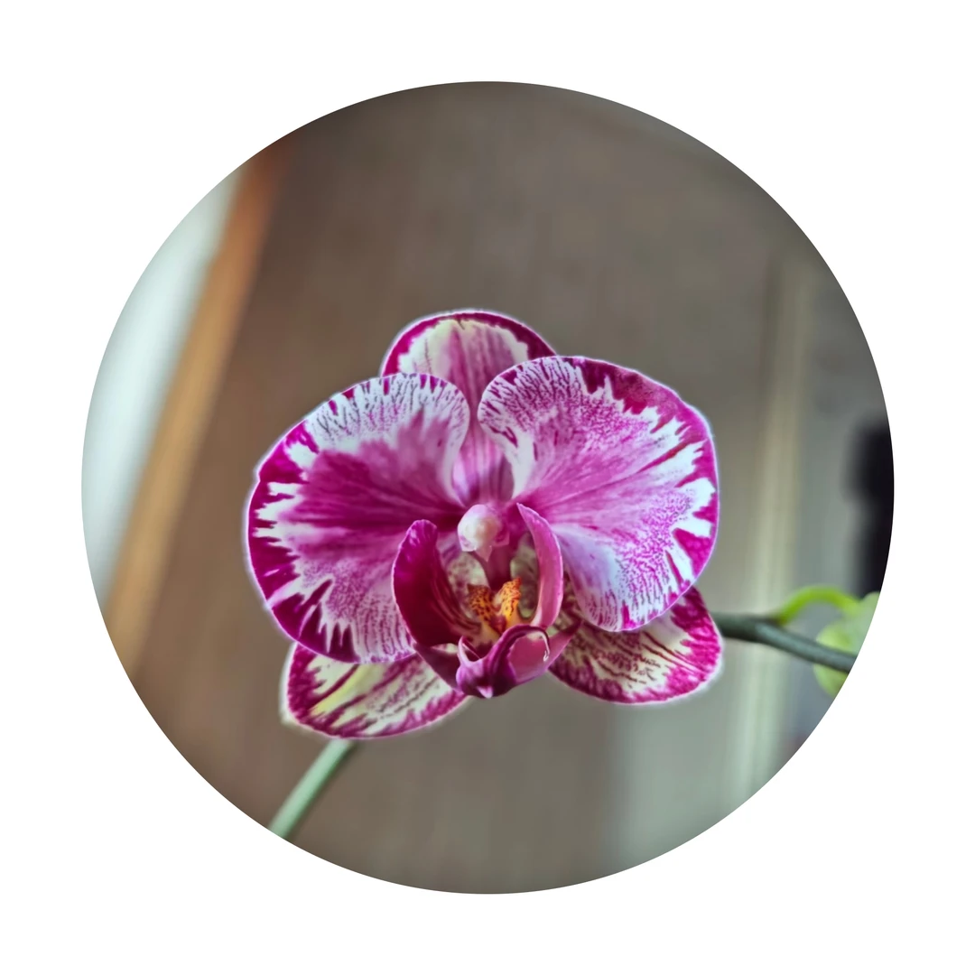 蝴蝶兰【大展宏图】盆栽绿植3.5寸大苗带花剑高端室内花好养花期长