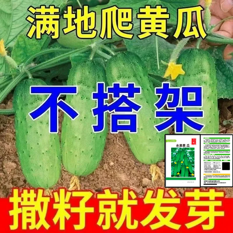 正宗水果黄瓜种子满地爬春黄瓜优质高产抗病家里小院庭院阳台种植