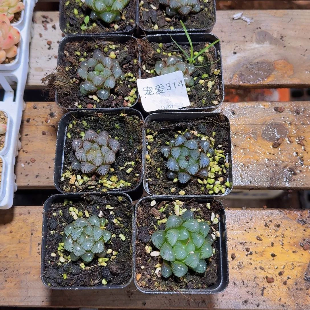 用***2直播福利一物一拍314