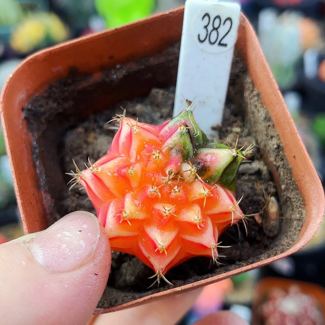 非偏远地区满25包邮仙人球