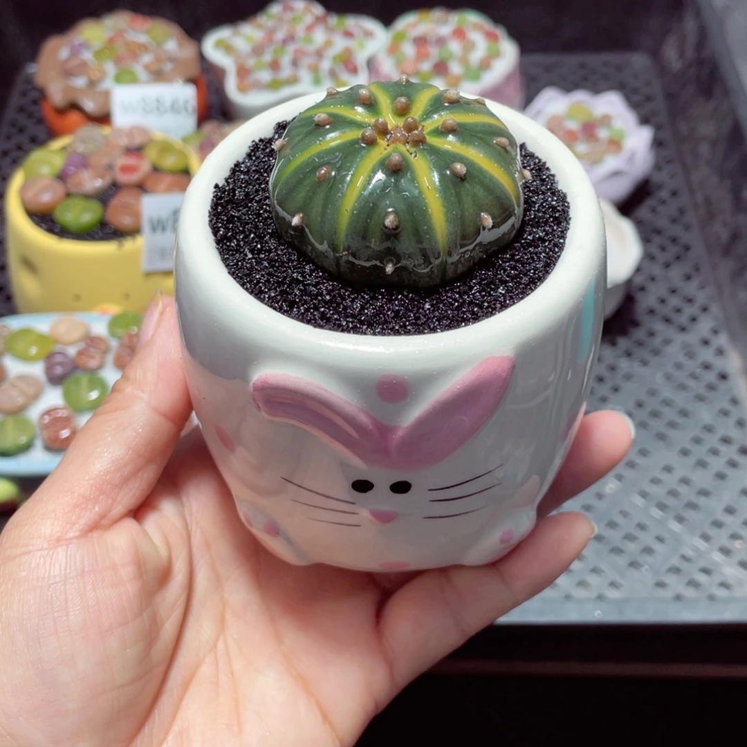 w8851 带盆土发货-零下地区拍保温箱